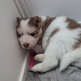 Pomsky Puppies from Tony Hwang