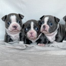 Boston Terrier puppies from Kline Kennels