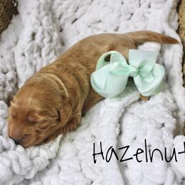 Hazelnut - Red  female Goldendoodle puppy in Casa Grande, Arizona from AzDoodle Dandies