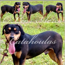 Cooper - Catahoula Leopard Dog