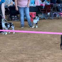 Miniature Australian Shepherd Puppies from Dutton's Show Me Farms