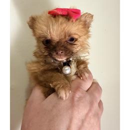 Pomeranian puppies from Pawfect Soul Puppies