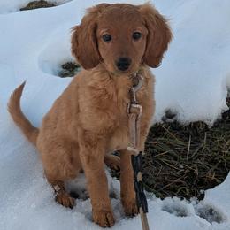 Sweetie - Red  female Goldendoodle puppy in Panama, New York from Goldendoodles from Goshen Blessings