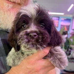 Liberty with training - Brown and white female Cockapoo puppy in Boonville, North Carolina from Doods & Dolls