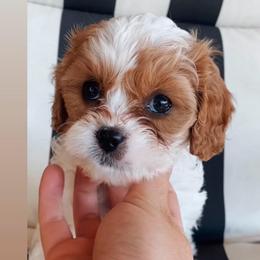 Coral - Blenheim female Cavapoo puppy in Van Alstyne, Texas from Home Grown Puppies