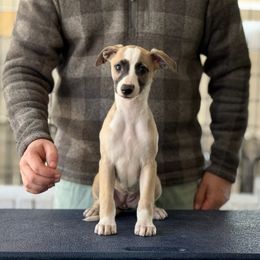 Gefion - Fawn Whippet puppy in Broomtown, Alabama from Hounds of Christeva