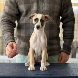 Gefion - Fawn Whippet puppy in Broomtown, Alabama from Hounds of Christeva