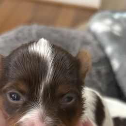 Girl 1 - Chocolate, tan and white female Yorkshire Terrier puppy in Chesapeake, Virginia from Your Key Breeder