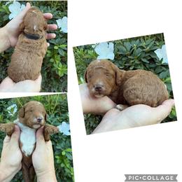 Sherman - Red  male Goldendoodle puppy in Chattanooga, Tennessee from Scenic City Doodles