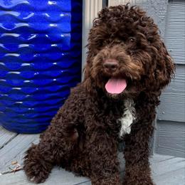Maggie - Cockapoo