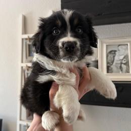 Legend - Black tri-color male Australian Shepherd puppy in Weeki Wachee, Florida from Ace of Spades Australian Shepherds