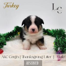 Turkey - Black and tan male Pembroke Welsh Corgi puppy in Pine Village, Indiana from NL Horsemanship