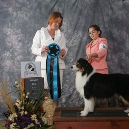 Australian Shepherd Puppies from Alias Australian Shepherds