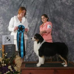 Australian Shepherd Puppies from Alias Australian Shepherds
