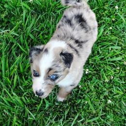 Boy 4 - Blue merle male Australian Shepherd puppy in Lawrenceburg, Kentucky from Wolf Creek Aussies And Aussiedoodles