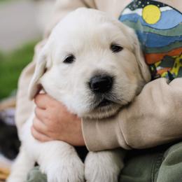 Tootles (White Collar) - Golden male Golden Retriever puppy in Mason, Michigan from Sweet Breeze Acres