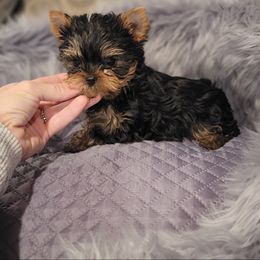 Chihuahua and Yorkshire Terrier Puppies from Royalty Tracks 👑🐾