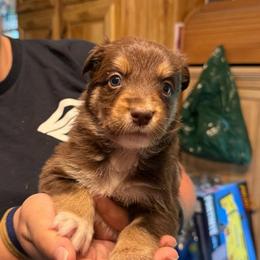 Gratin - Red tri-color male Australian Shepherd puppy in Altmar, New York from E&C Australian Shepherds