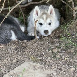 Siberian Husky Puppies from Valerie Schmaltz
