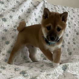 Shiba Inu from The Q Den
