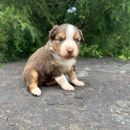 RTF - Pink collar - Red tri female Miniature Australian Shepherd puppy in Natural Dam, Arkansas from Natural State Aussies