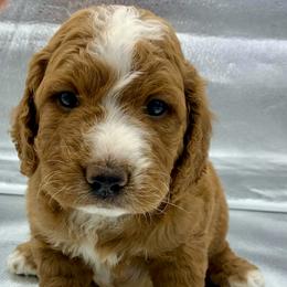 Basil - male Golden Mountain Doodle puppy in Travelers Rest, South Carolina from Bailey Mountain Doodles