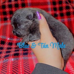 Boy 2 - Blue male Pomeranian puppy in Albany, Oregon from Purrs N Poms