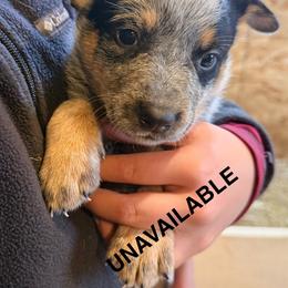 M1 - Blue speckled male Australian Cattle Dog puppy in Ionia, Michigan from SB Heelers Cattle Dogs and Performance Horses