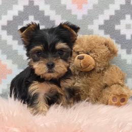 Binx - Black and tan male Yorkshire Terrier puppy in Monticello, Iowa from Ashley’s Puppies