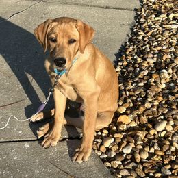 Labrador Retriever Puppies from Oak Hollow Retrievers