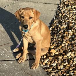 Labrador Retriever Puppies from Oak Hollow Retrievers
