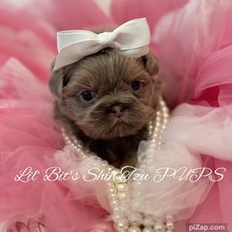 Ashby - Lilac female Shih Tzu puppy in Walkertown, North Carolina from Lil’ Bit’s Shih Tzu