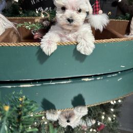 Miniature Schnauzer Puppies from Cali Sun-kissed Schnauzers