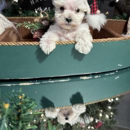 Miniature Schnauzer Puppies from Cali Sun-kissed Schnauzers