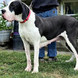 Sequoia - Great Dane