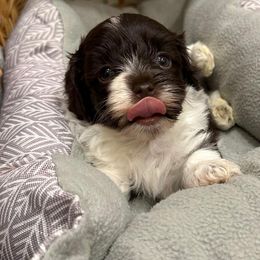 Chocolate - Chocolate Havanese puppy in Austin, Texas from Havanese Puppies of Austin Texas