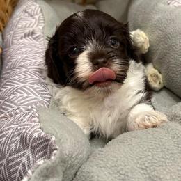 Chocolate - Chocolate Havanese puppy in Austin, Texas from Havanese Puppies of Austin Texas