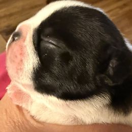 Figaro - White and brindle male French Bulldog puppy in Billings, Montana from Sugarloaf French bulldogs and Australian cattle dogs