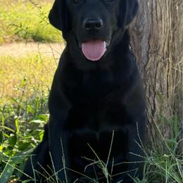 Kiwi - Black female Labrador Retriever puppy in Wilson’s, Virginia from Cedar Hill Farm Labradors