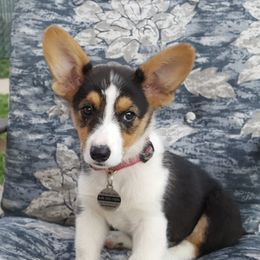 American Corgis and Pembroke Welsh Corgis from Canal Corgis