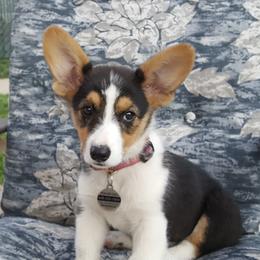 American Corgis and Pembroke Welsh Corgis from Canal Corgis
