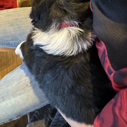 Australian Shepherd Puppies from Hayward aussies