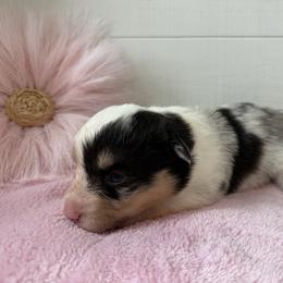 Juniper - Blue merle and white female American Corgi puppy in Scottown, Ohio from Wyndy Ridge Corgis