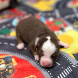 Siren - Red tri female Miniature Australian Shepherd puppy in Queen Creek, Arizona from Arizona Aussies