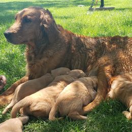 Golden Retriever Puppies from HighRoller Golden Retrievers