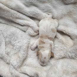 Romeo - Piebald male Dachshund puppy in Geneva, Florida from TGIF Doxies