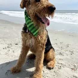 De’Aire - Airedale Terrier