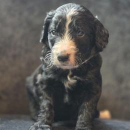 Black Jack - male Australian Mountain Doodle puppy in Broken Arrow, Oklahoma from Tulsa Australian Moutain Doodles