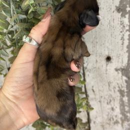 Seth - Dapple male Dachshund puppy in California from Ranch Hand Weenies