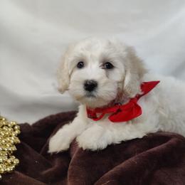 Soren - White male Coton de Tulear puppy in Westfield, North Carolina from Legacy Pets